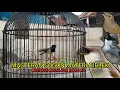 Download Lagu MASTERAN MEWAH BURUNG SOGON ISIAN BREN CIBLEK || MASTERAN SOGON BREN CIBLEK JEDA+TERAPI AIR