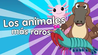 Los Animales más Raros - Canciones Infantiles