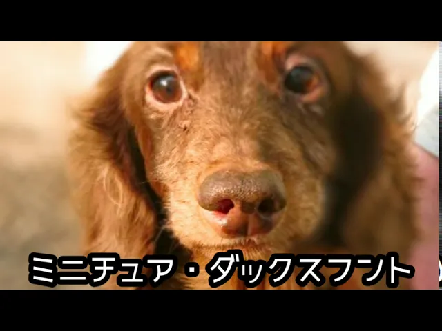 動画