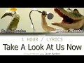 Shawn Mendes and Javier Bardem | Take A Look At Us Now [1 Hour Loop] With Lyrics