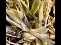 Hopi blue corn updates harvest - October 3rd 31st