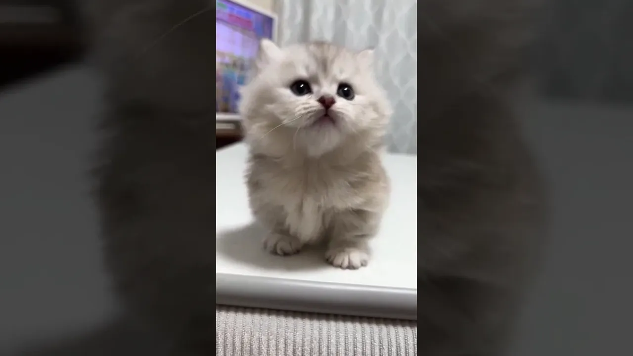 動画