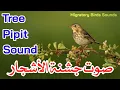 Download Lagu صوت جشنة الأشجار (صنيه) | Tree Pipit Sound