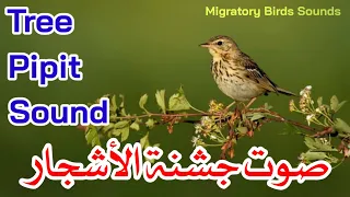 صوت جشنة الأشجار  صنيه                     دندنها