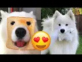 Samoyed Adorable And Hilarious s And Tik Toks Compilation