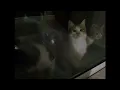 the cardigans - lovefool (sped up/nightcore)