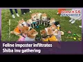 Feline imposter infiltrates Shiba Inu gathering Taiwan News