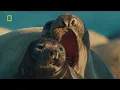 Channel Islands America s National Parks Volledige aflevering Nat Geo
