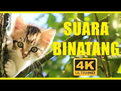 Download MP3 Suara binatang 40 menit | Hewan untuk anak-anak | Hewan indonesia