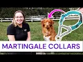How to Use a Martingale Collar on Your Dog Are they cruel and do they hurt