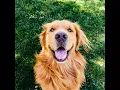 Dog Walker Watch Meeting in Prescott Valley