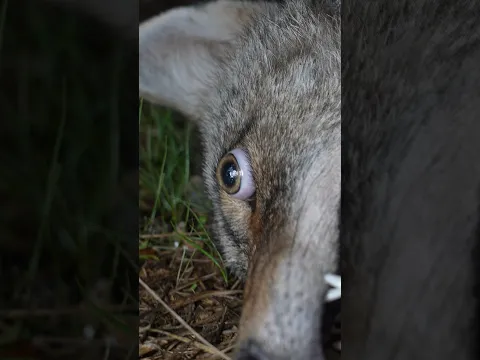 His eyes POPPED out is Skull👀