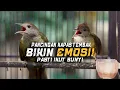 Download Lagu PANCINGAN KAPAS TEMBAK BIKIN EMOSI!! | KAPAS TEMBAK GACOR!