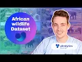 Object detection using African Wildlife Dataset with Ultralytics YOLOv8 Episode 59