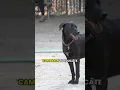 Scoop Act passed in NYC to crack down on dog waste