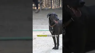 Scoop Act passed in NYC to crack down on dog waste