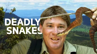 Steve Irwin Finds The Ten Deadliest Snakes In The World Wildlife Documentary