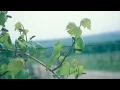 The Basic Skills for Pruning Grapevines - Grape