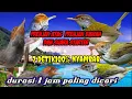 Download Lagu Suara pikat burung prenjak kepala merah prenjak starter prenjak bawah paling ampuh buat pikat Q5