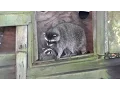 Download Lagu Cute Baby Raccoons in Trouble, Mother to the Rescue