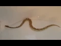 Ball python snake swimming in the bathtub