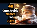 ARABIC NAMES FOR CATS THE MUSLIMAH IDEAS