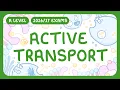 A-Level Biology - Active Transport