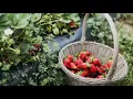 Strawberry Blond 🍓 Mitski - Extended Version
