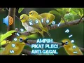 Download Lagu Suara koloni burung Pleci untuk pancingan/Pikat