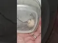 Huge Spider Sac Hatches On Woman s Wall