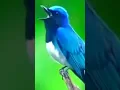 Download Lagu selendang biru gacor dialam