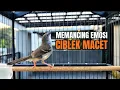 Lagu suara burung CIBLEK GACOR NGEBREN Pancingan Ciblek Semi bahan jadikan ciblek kristal gacor Tarung