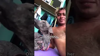 I Found a Dying Stray Dog on Vacation and Flew Back to Save Her