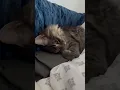 Download Lagu Funny Hector #kitten #hector #funnycats