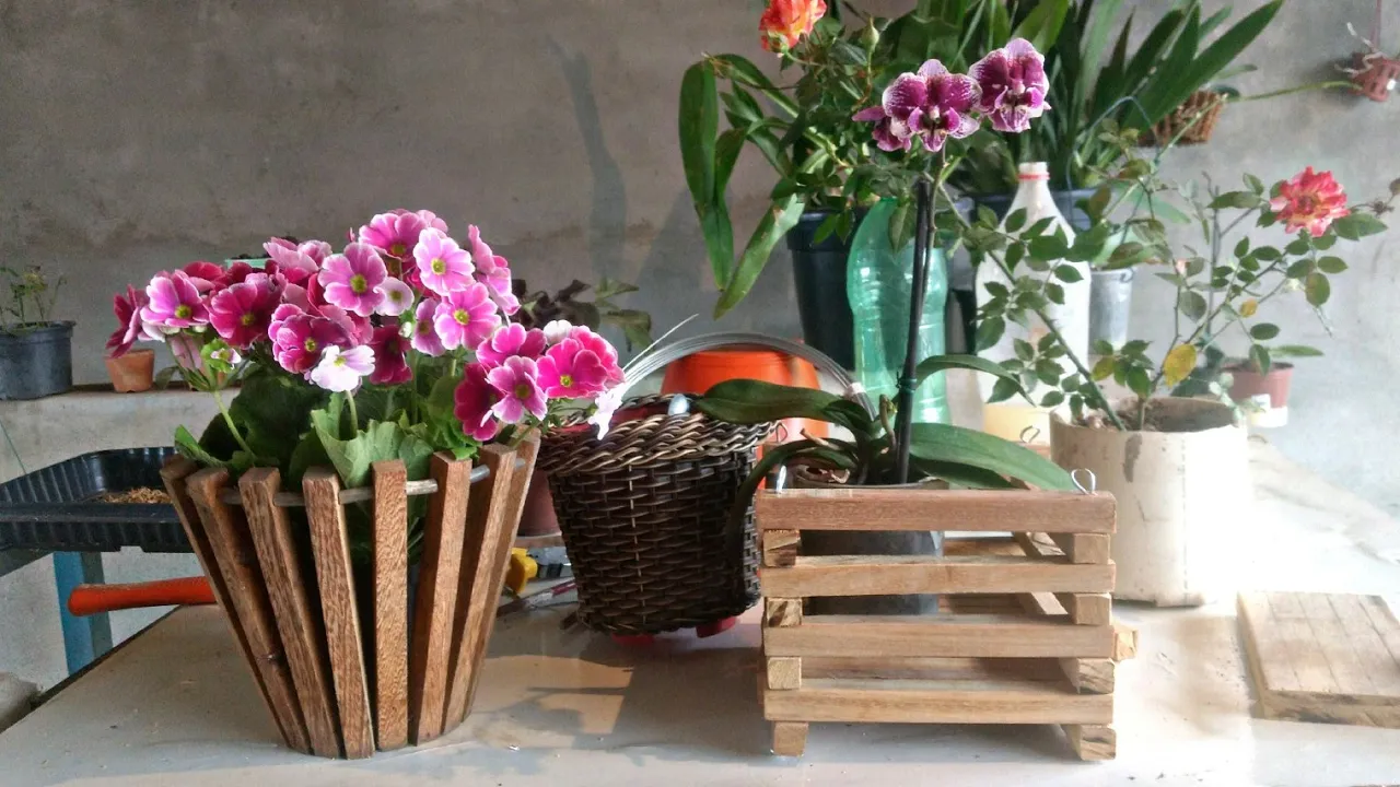 NÃO COMPRE CACHEPÔS PARA ORQUÍDEAS, FAÇA VOCÊ MESMO
