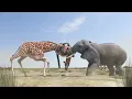 Download Lagu Giraffe versus olifant vechten om water