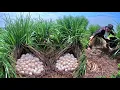 Download Lagu Top amazing! a farmer skills pick a lot of duck eggs under the grass ln the rice field by hand luck 