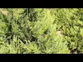 Christmas Tree Farming in Georgia A Family Legacy at Minter s Tree Farm