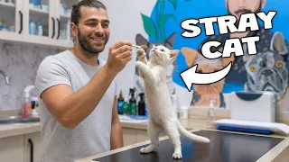 Hiperaktif, Yaramaz, Bembeyaz! ☺️ Sevimli Sokak Kedisi Çok Acıkmış...