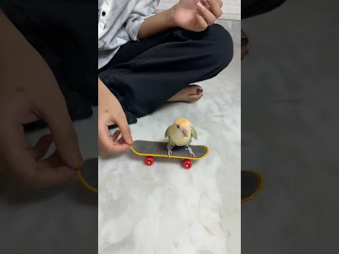 Skateboard Master #minivlog #shorts