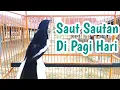 Download Lagu Pancingan Suara Kacer Ngeplong Bikin Emosi Saut Sautan Di pagi Hari Ini Paling Ampuh