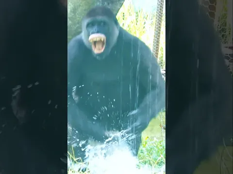 瘋狂Tayari #taipeizoo #cute #gorilla
