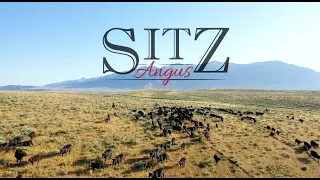Sitz Angus Ranch - Dillon Harrison Montana
