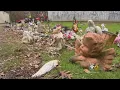 Did Joliet Cemetery Go Too Far