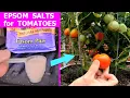 Epsom Salt Treatment for TOMATOES yellowing wilted leaves