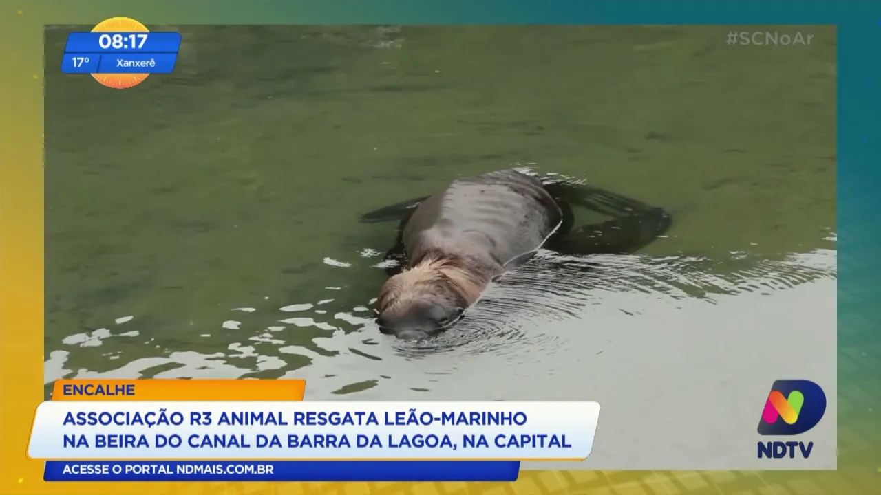 Associação R3 Animal resgata leão-marinho na beira do canal da Barra da Lagoa