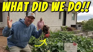 sweet potato harvest from a 4x8 raised bed easy cooler curing setup 