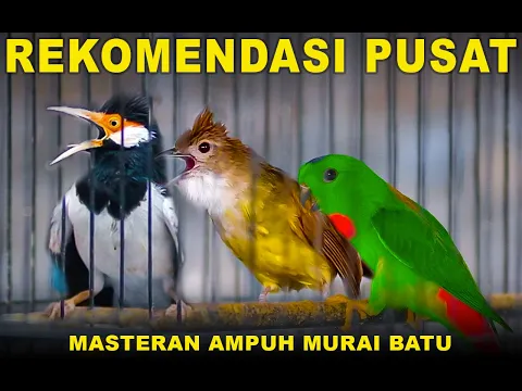 Download MP3 Rekomendasi Pusat !! Masteran Ampuh Burung Murai Batu #serindit #jalaksuren  #gerejatarung #cililin