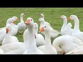 Download Lagu Funny GEESE GOOSE Animal Planet / Binatang  ANGSA SOANG Lucu [HD]