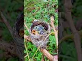 Download Lagu #shorts pengambilan sarang burung sirtu/cipoh